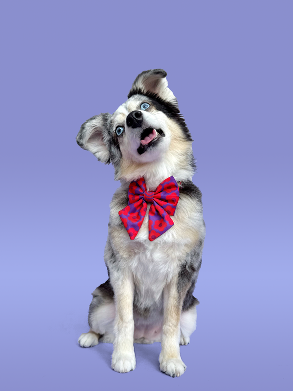 Mon Chéri - Dog Sailor Bowtie