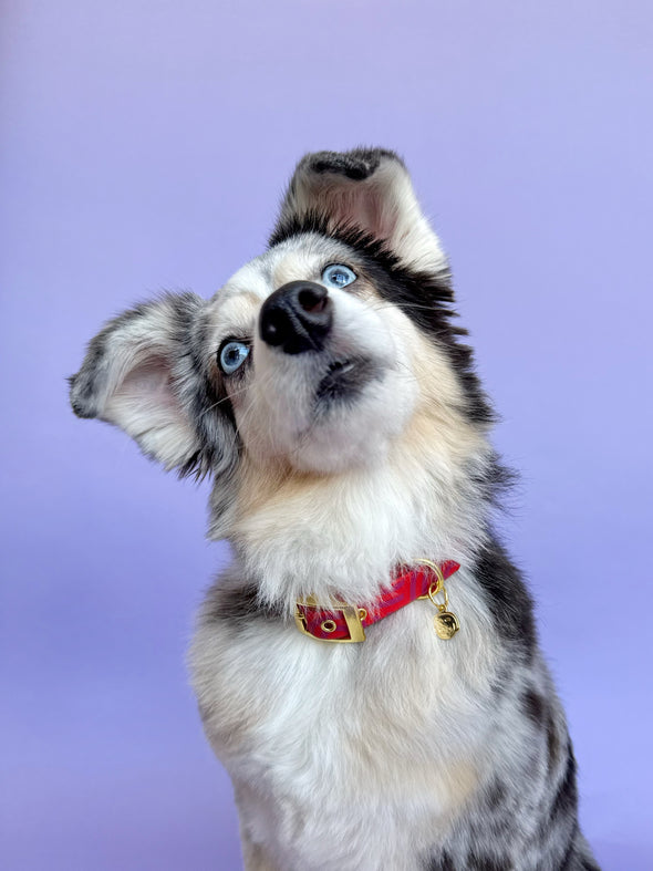Mon Chéri - Splashproof Dog Collar