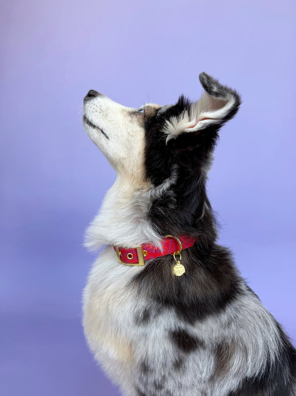 Mon Chéri - Splashproof Dog Collar
