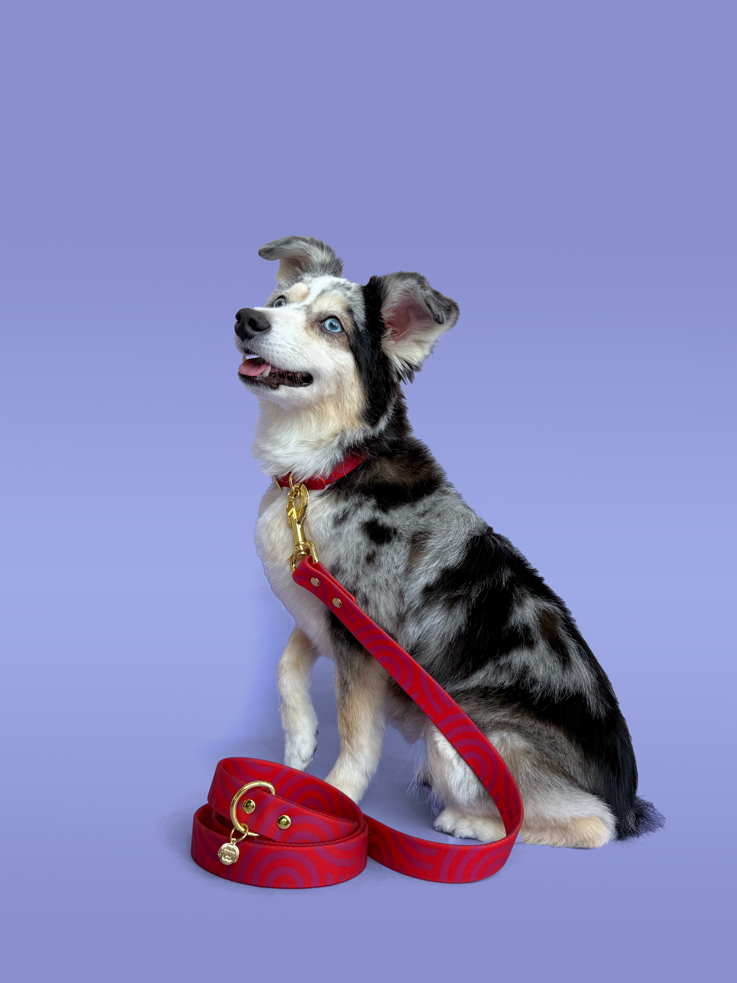 Mon Chéri - Splashproof Dog Leash