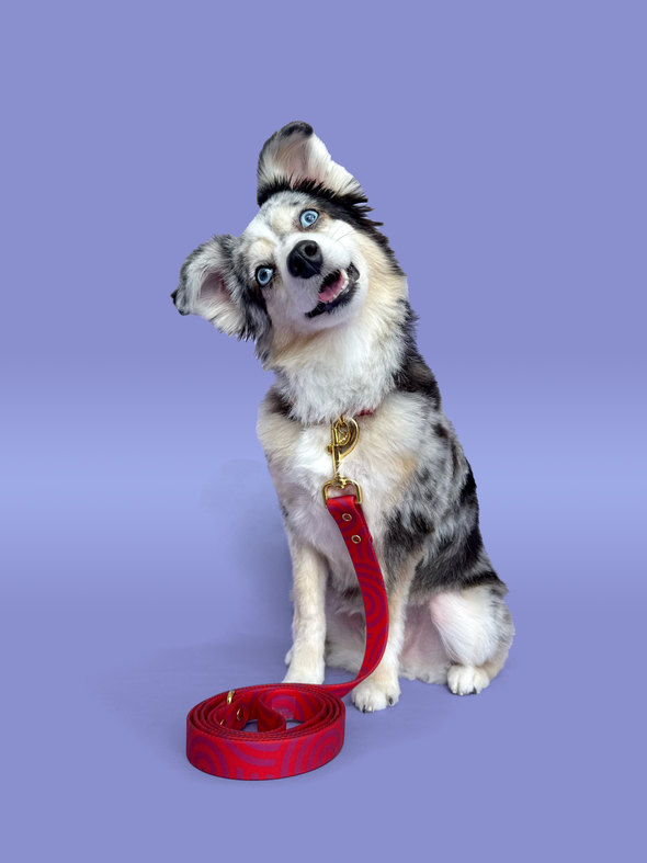 Mon Chéri - Splashproof Dog Leash