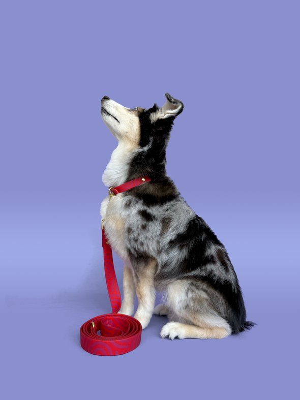 Mon Chéri - Splashproof Dog Leash