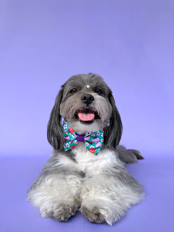 Strawberry - Dog Bowtie