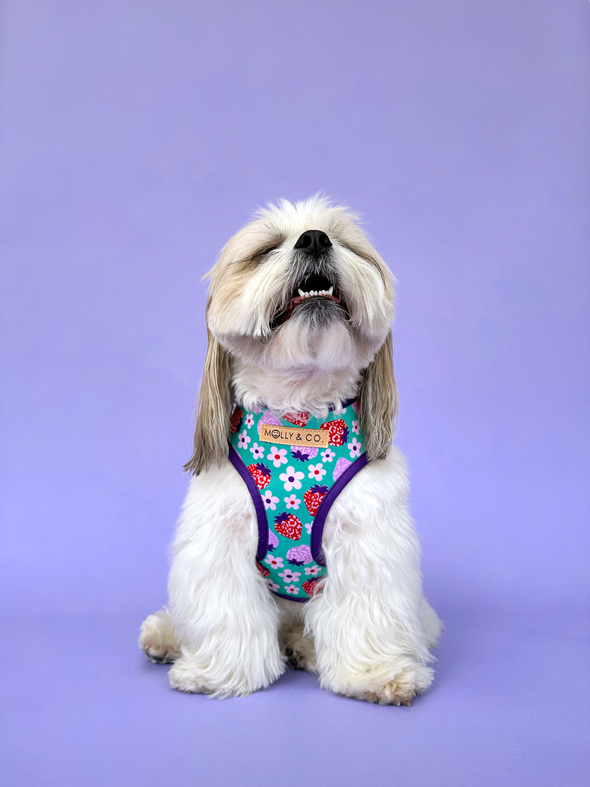 Strawberry - Reversible Dog Harness