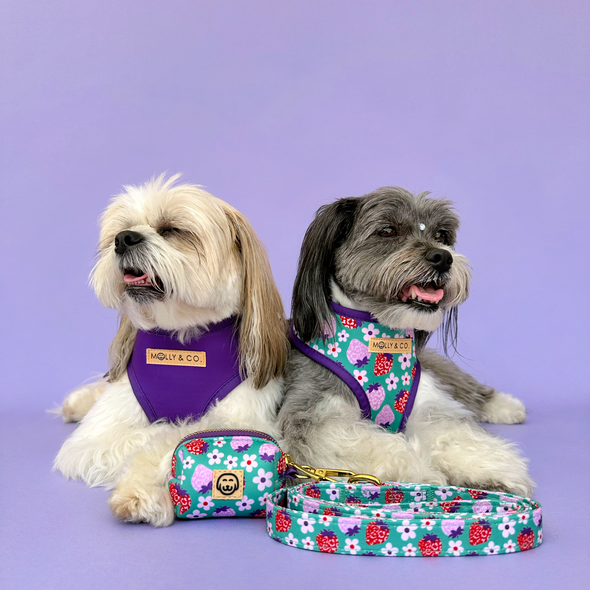 Strawberry - Reversible Dog Harness