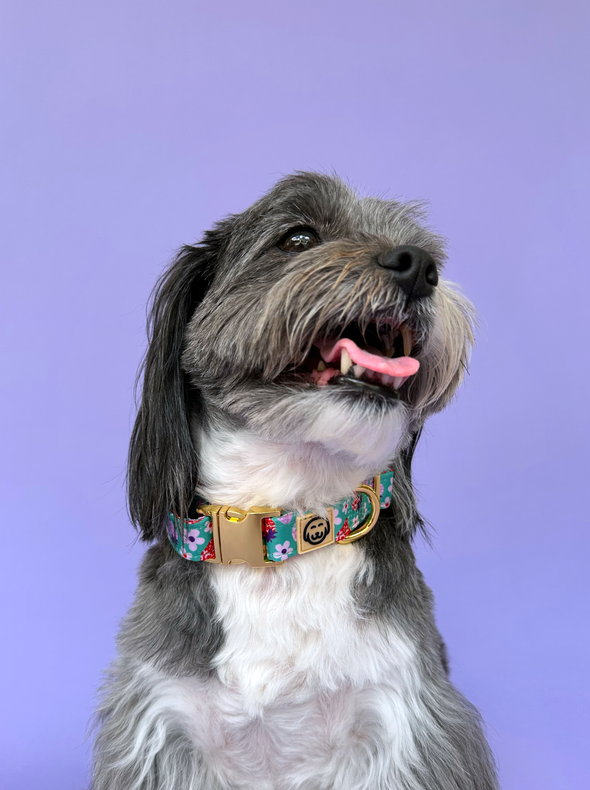 Strawberry - Dog Collar