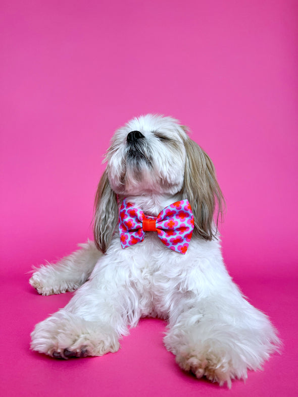 Venezia - Dog Bowtie