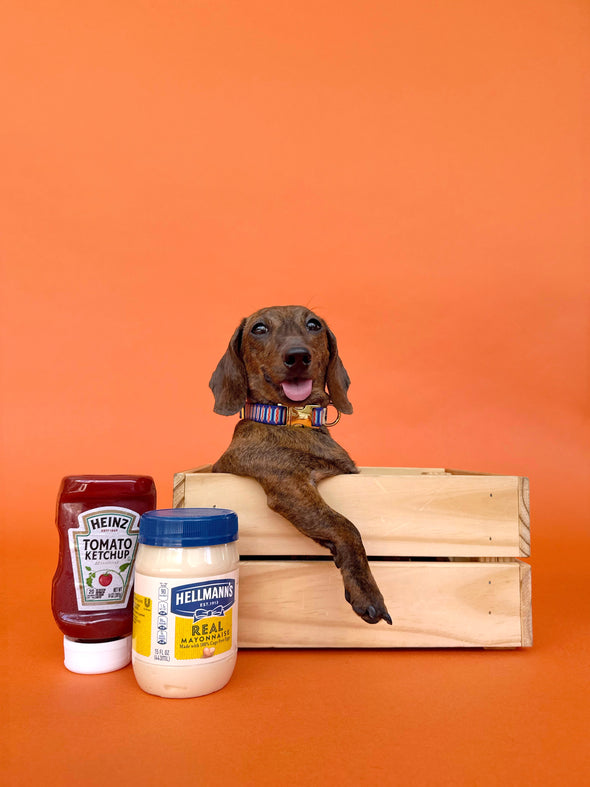 Wieners - Dog Collar