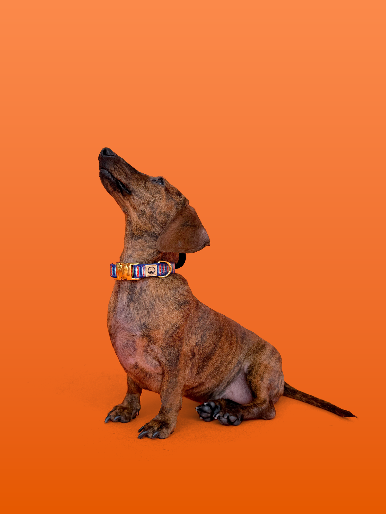 Wieners - Dog Collar