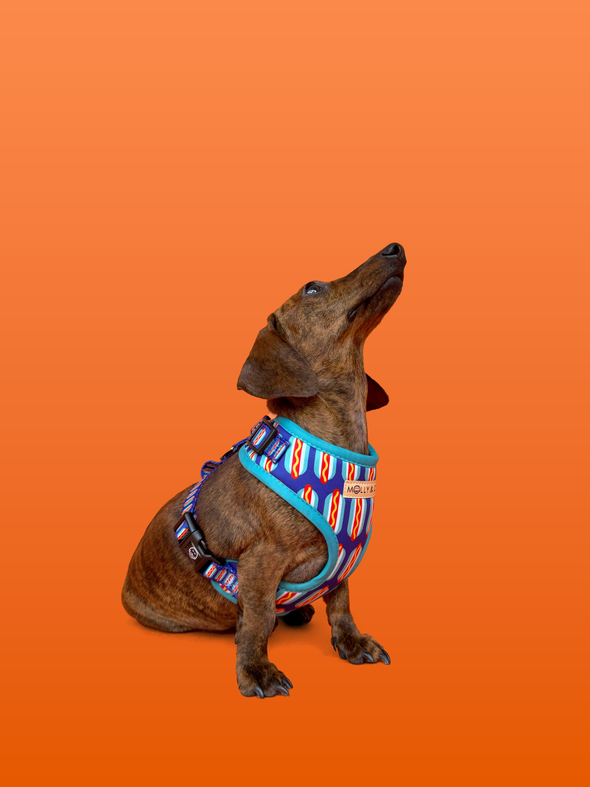Wieners - Adjustable Dog Harness