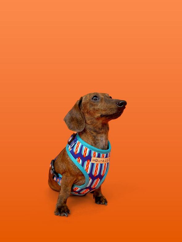 Wieners - Adjustable Dog Harness