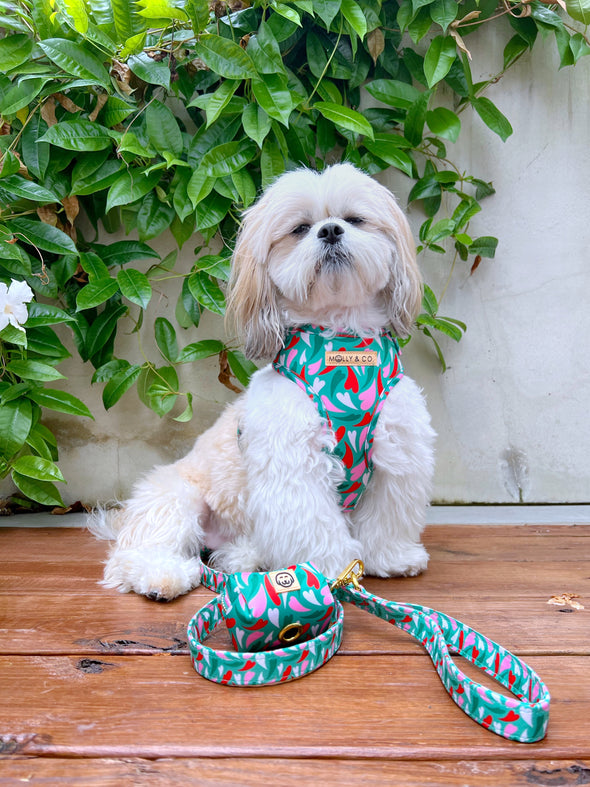 Amore - Adjustable Dog Harness