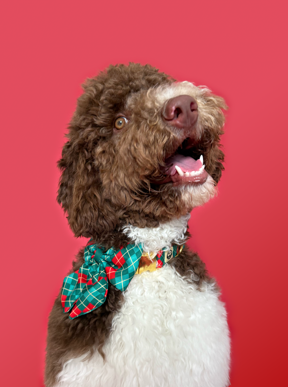 Evergreen Argyle - Dog Sailor Bowtie