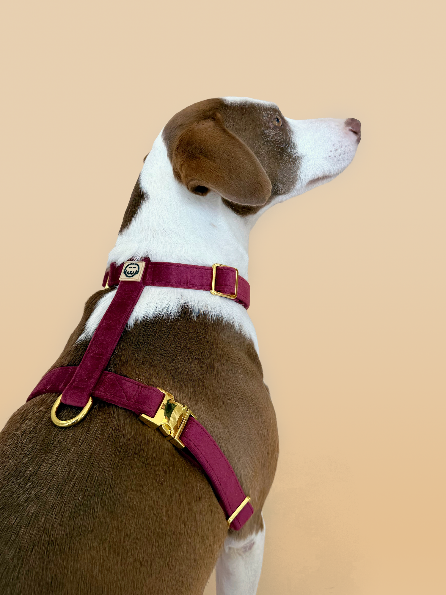 Merlot Velvet - Adjustable Strap Dog Harness