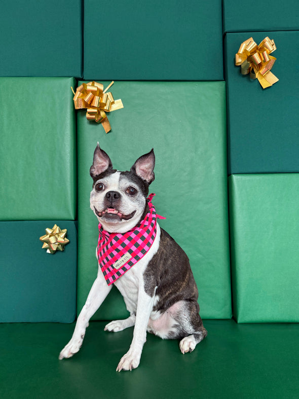 Sugarplum Trees + Giftwrap Plaid - Reversible Dog Bandana