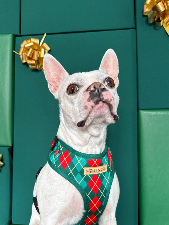 Evergreen Argyle - Adjustable Dog Harness