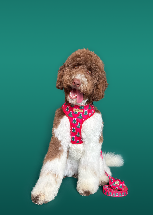 Sugarplum Trees - Dog Leash