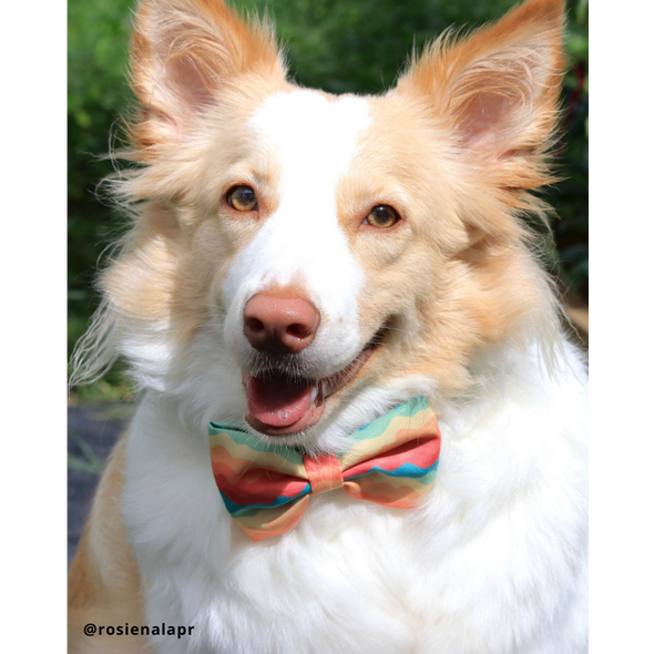 Sunset Paws - Dog Bowtie - FINAL SALE