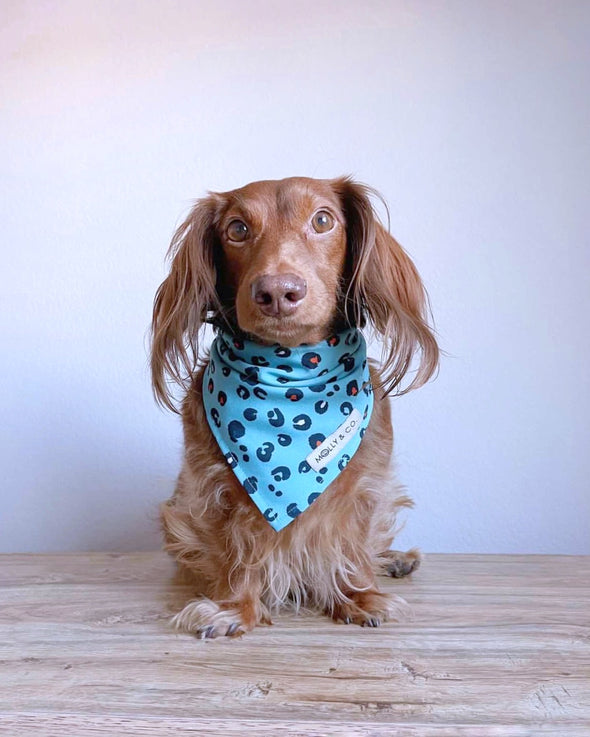 Blue Animal Print - Dog Bandana - FINAL SALE