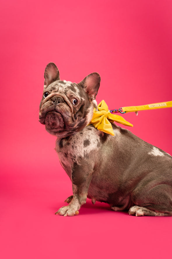 Sunshine Velvet - Dog Sailor Bowtie