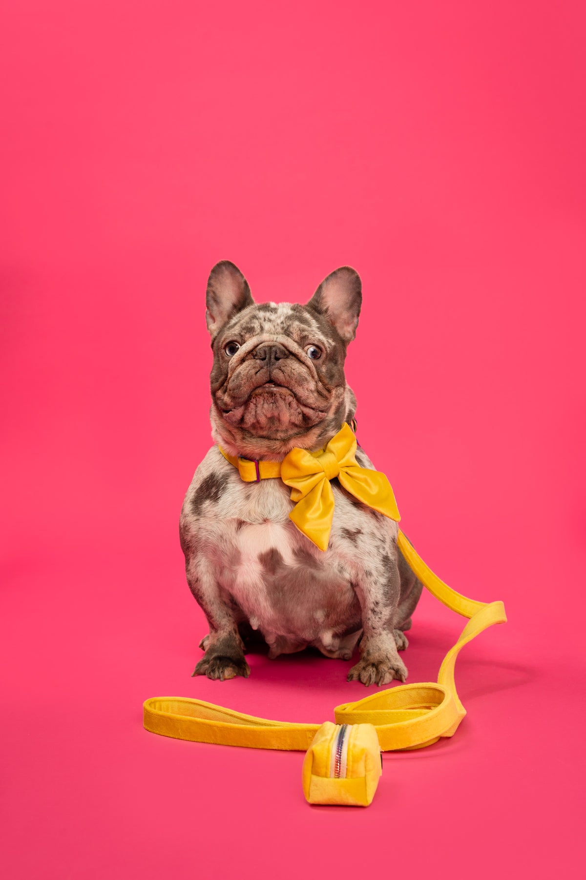 Sunshine Velvet - Dog Bowtie
