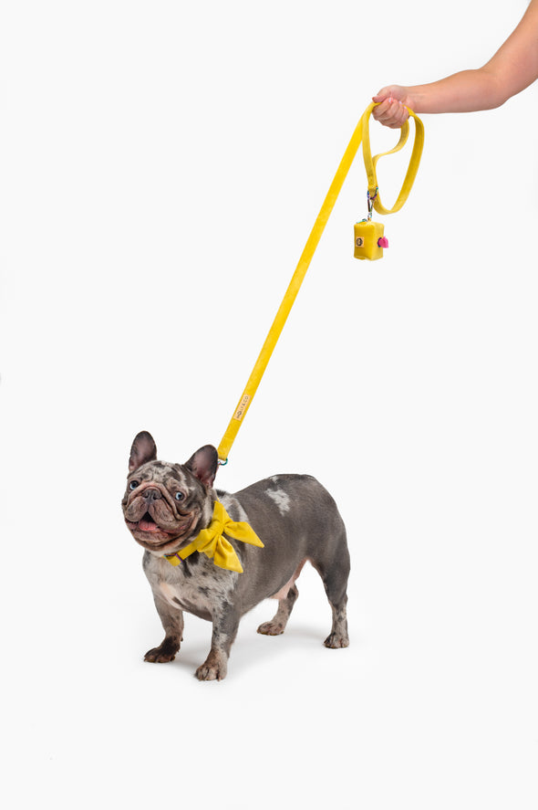 Sunshine Velvet - Dog Leash