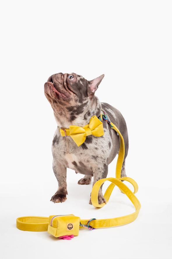 Sunshine Velvet - Dog Bowtie