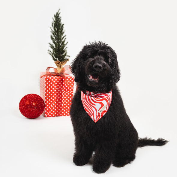 Puppermint - Reversible Dog Bandana
