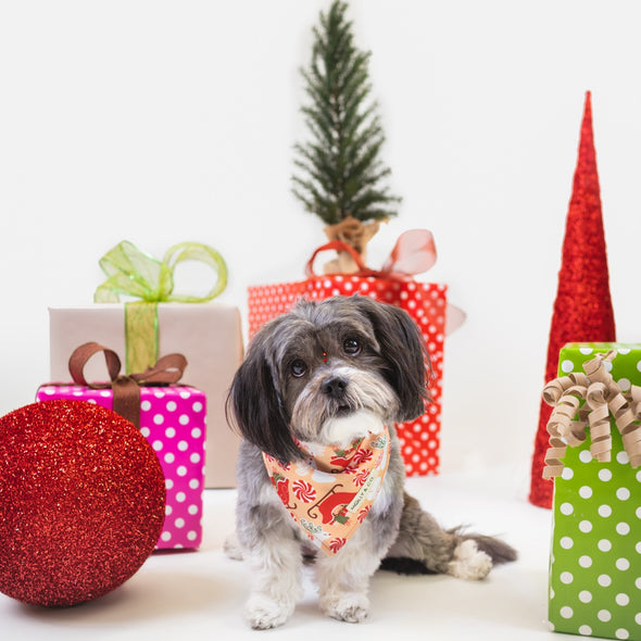 Puppermint - Reversible Dog Bandana