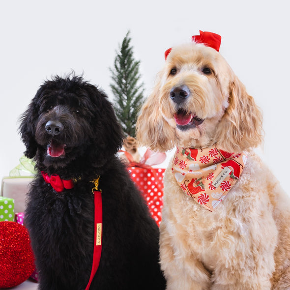 Puppermint - Reversible Dog Bandana