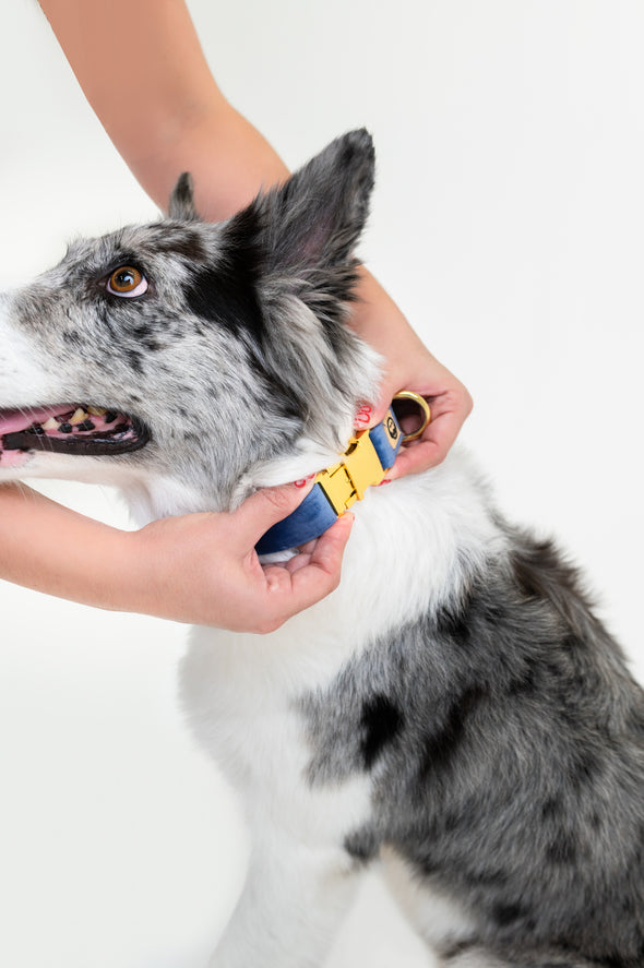 Denim Velvet - Dog Collar