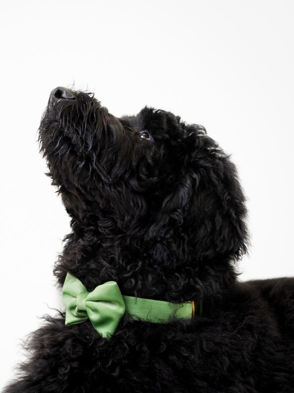 Fern Velvet - Dog Bowtie