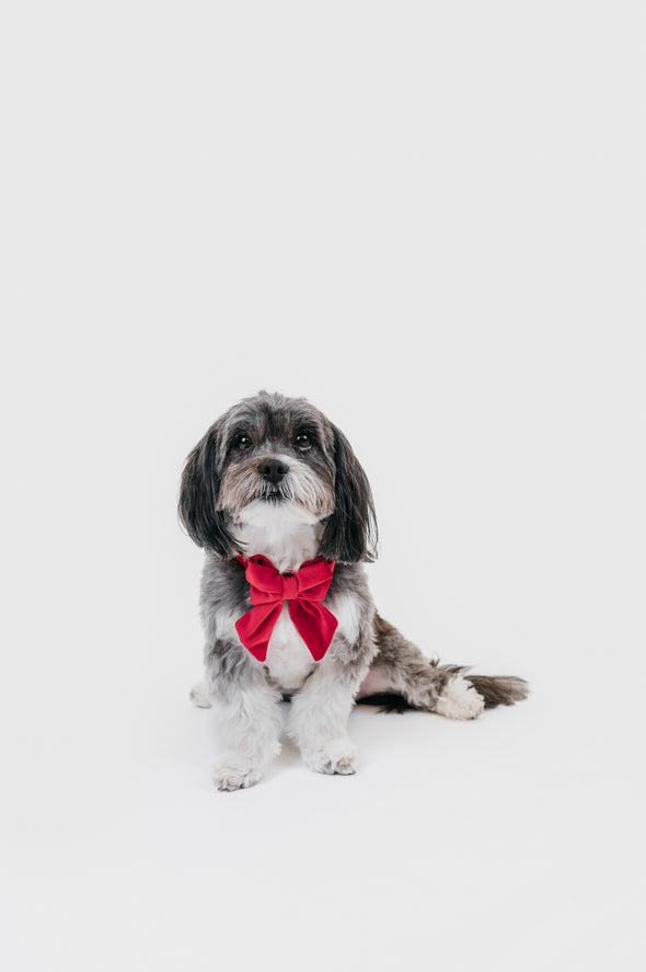 Scarlet Velvet - Dog Sailor Bowtie