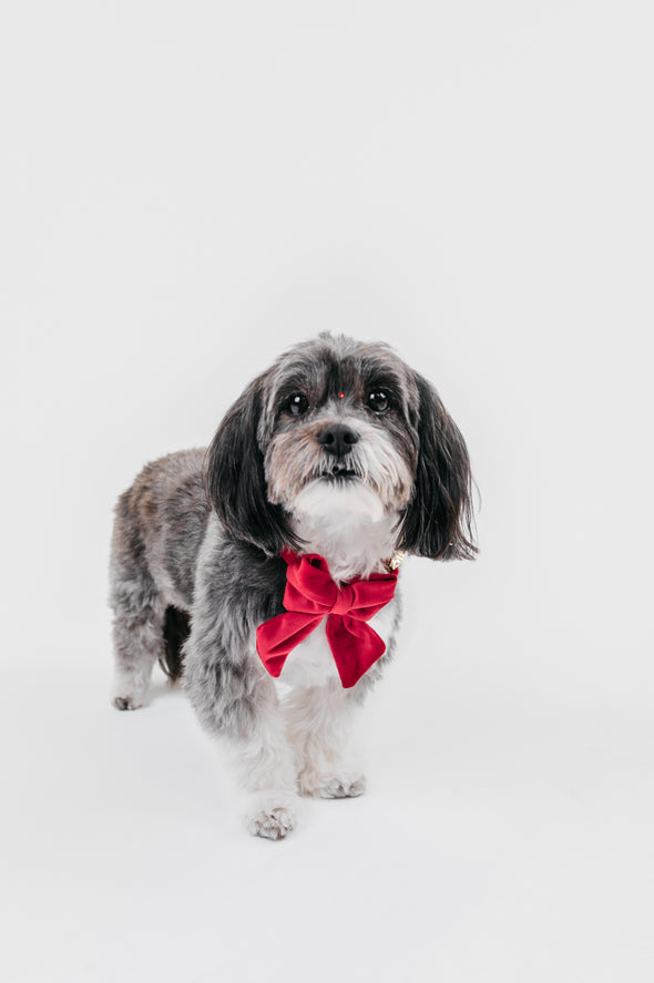 Scarlet Velvet - Dog Sailor Bowtie