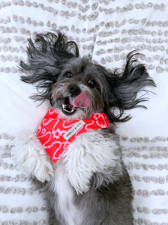 Cherry Red - Reversible Dog Bandana