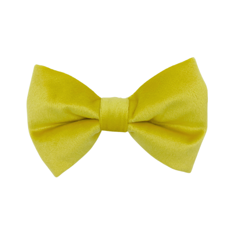 Sunshine Velvet - Dog Bowtie